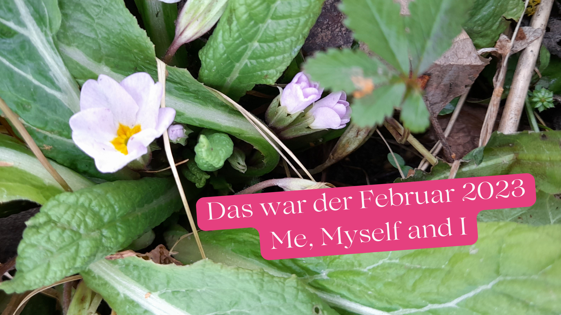 Read more about the article Mein Monatsrückblick Februar 2023: Me, myself and I