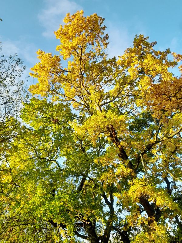 Herbst Knau