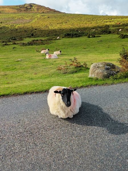 Dartmoor Schaf